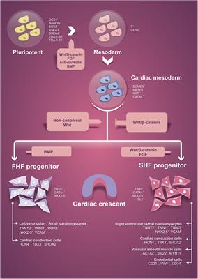 Cardiomyogenesis Modeling Using Pluripotent Stem Cells: The Role of Microenvironmental Signaling